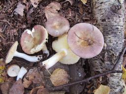 Russula versicolor