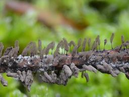 Stemonitopsis subcaespitosa