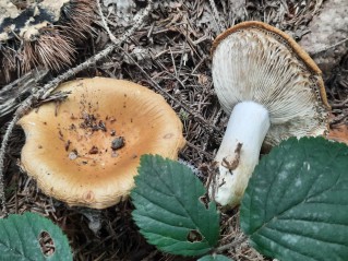 Russula ochroleuca