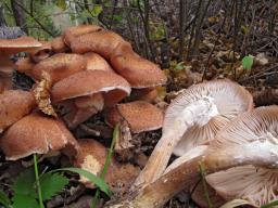 Armillaria borealis