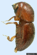 Xylosandrus crassiusculus