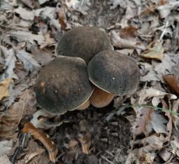 Boletus aereus