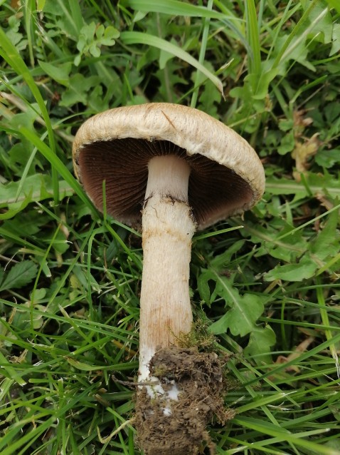Lacrymaria lacrymabunda
