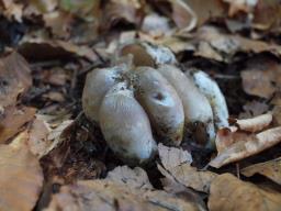 Sarcosphaera coronaria