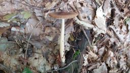 Amanita fulva