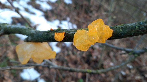 Tremella mesenterica