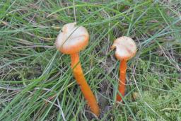 Hygrocybe cantharellus