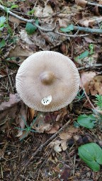 Amanita spadicea