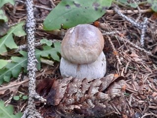 Boletus edulis