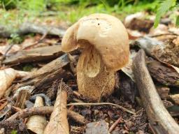 Boletus reticulatus