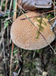 Suillus variegatus