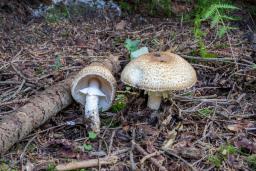 Agaricus augustus