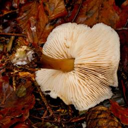 Rhodocollybia asema