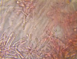 Lignomyces vetlinianus