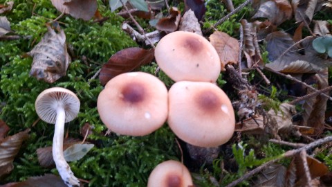 Hygrophorus leucophaeus