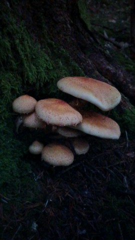 Pholiota squarrosa