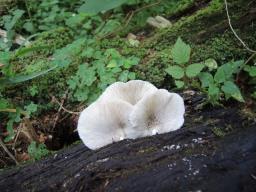 Crepidotus malachius