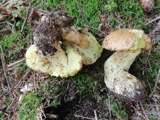 Butyriboletus appendiculatus