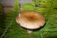 Russula romellii