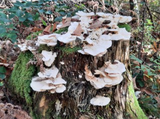 Climacocystis borealis