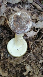 Amanita phalloides