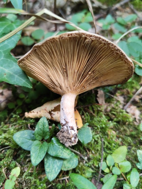 Lactarius azonites