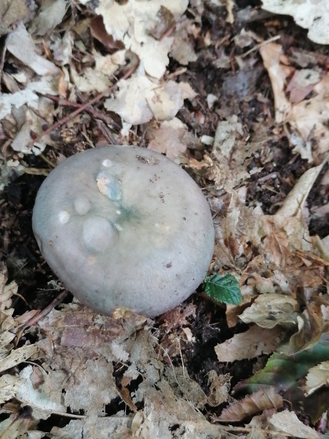 Russula cyanoxantha