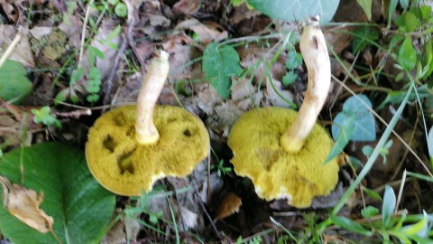 Xerocomus subtomentosus