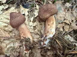 Tricholoma vaccinum