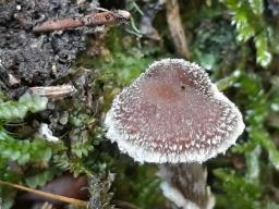 Cortinarius flexipes