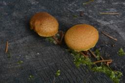 Pholiota tuberculosa