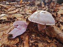 Cortinarius camphoratus