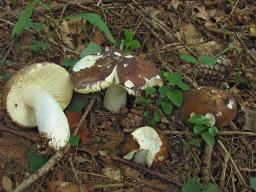 Russula integra