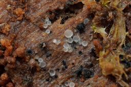 Arachnopeziza leonina