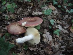 Russula vinosobrunnea