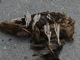 Lentaria albovinacea