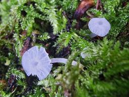 Delicatula integrella