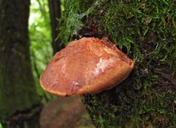 Fistulina hepatica