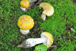 Amanita gemmata