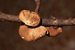 Crepidotus crocophyllus