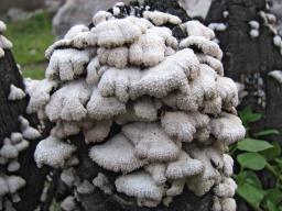 Schizophyllum commune