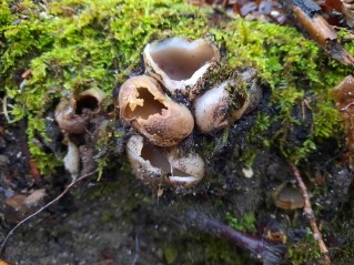 Sarcosphaera coronaria