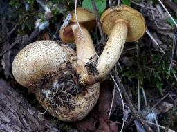 Pseudoboletus parasiticus