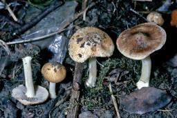 Inocybe splendens