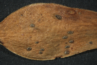 Puccinia primulae