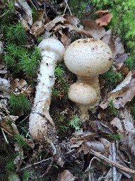 Hebeloma radicosum
