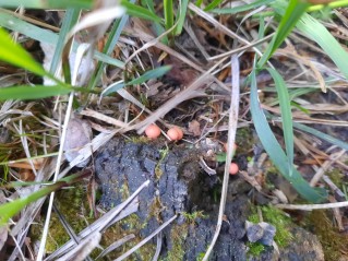 Lycogala epidendrum