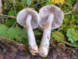 Inocybe whitei