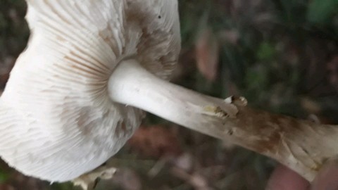 Amanita citrina