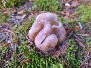 Sarcosphaera coronaria